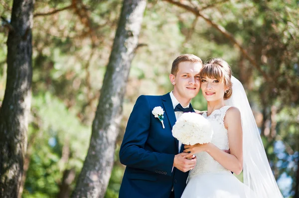 Preciosa pareja de boda en un día soleado en un bosque de pinos — Foto de Stock
