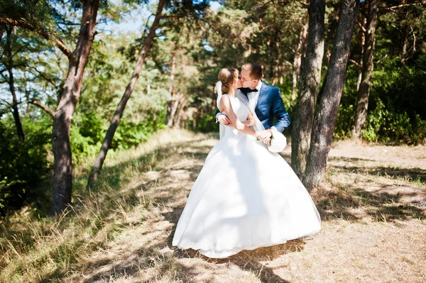 Preciosa pareja de boda en un día soleado en un bosque de pinos —  Fotos de Stock