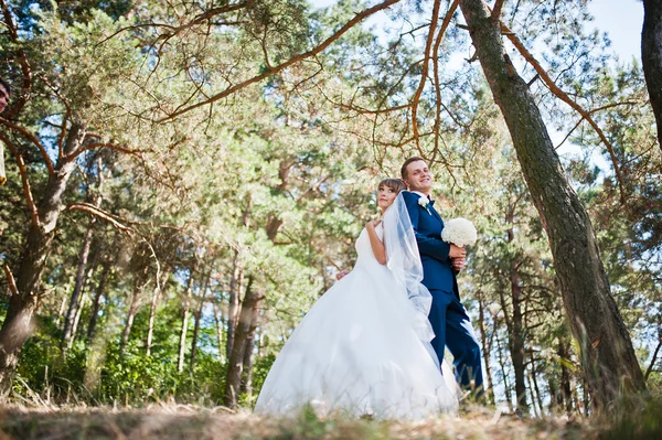 Güneşli bir gün, güzel düğün çift çam ahşap orman üzerinde — Stok fotoğraf