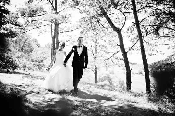 Прекрасная свадебная пара в солнечный день в сосновом лесу — стоковое фото