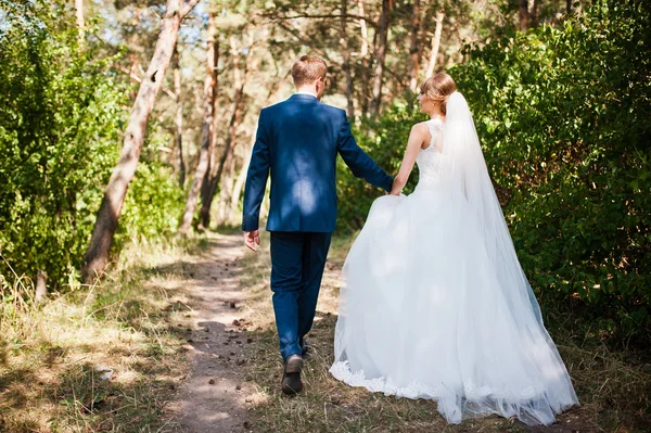 Preciosa pareja de boda en un día soleado en un bosque de pinos —  Fotos de Stock