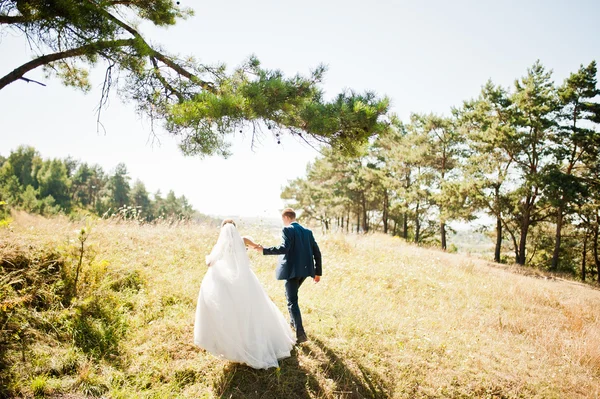 可爱的婚礼夫妇在阳光明媚的日子，在松木 — 图库照片