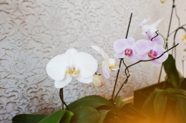 Beyaz ve pembe phalaenopsis çiçek vanile üzerinde Orkide bac doku