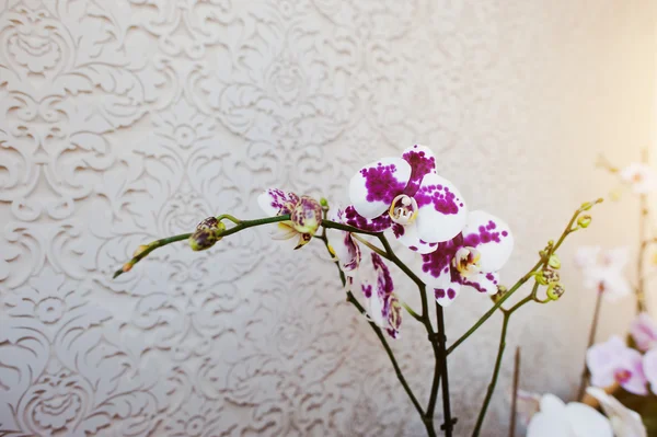 Multicolor phalaenopsis kwiaty orchidei na vanile tekstury backgro — Zdjęcie stockowe