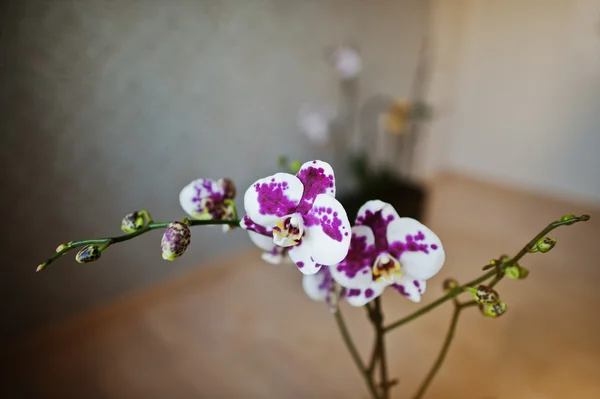 Tiger phalaenopsis blommor orkidé på trä bakgrund — Stockfoto