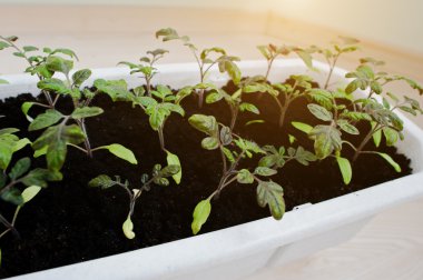 Uzun beyaz bir tencerede kiraz domates fidesi