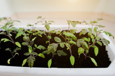 Uzun beyaz bir tencerede kiraz domates fidesi