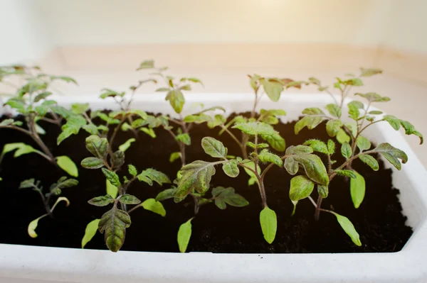 Uzun beyaz bir tencerede kiraz domates fidesi