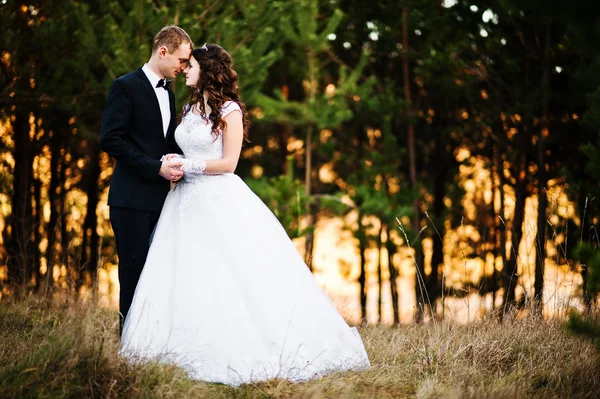 Hermosa pareja de boda en un bosque de pinos —  Fotos de Stock