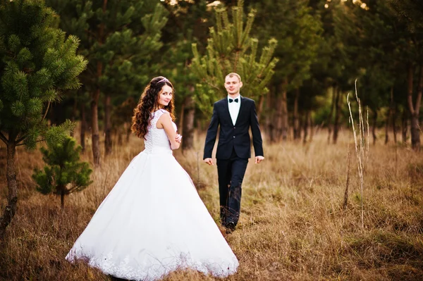 Прекрасная супружеская пара в сосновом лесу — стоковое фото
