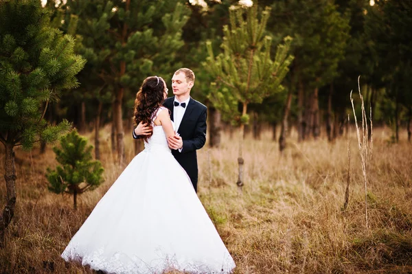 Lovely wedding couple  in a pine forest — Stock Photo, Image