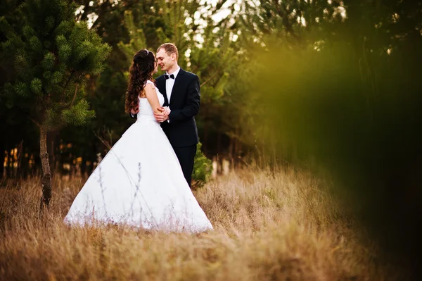 可爱的新婚夫妇在一片松树林 — 图库照片