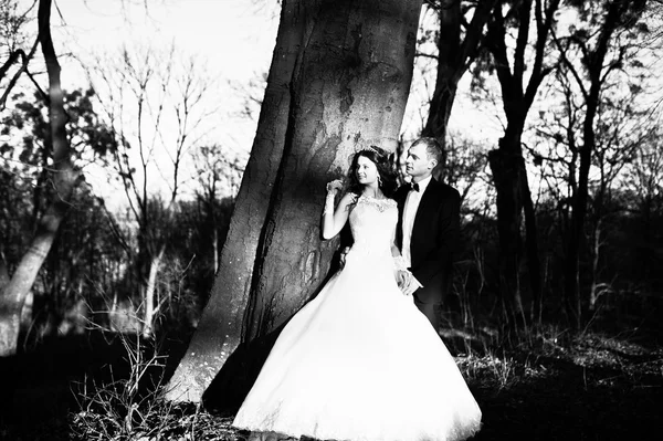 Gran y hermosa pareja de boda al atardecer cerca de la madera —  Fotos de Stock