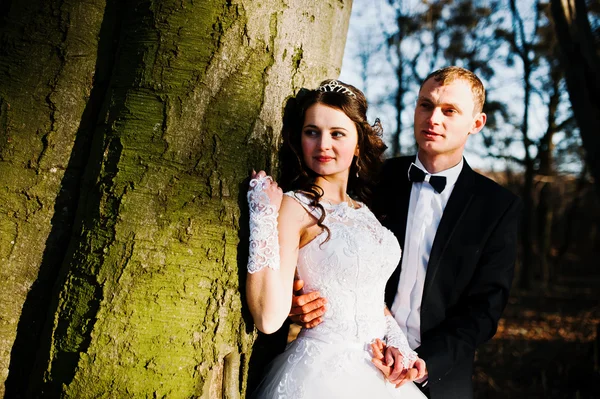 伟大和华丽的婚礼夫妇在附近木材日落 — 图库照片