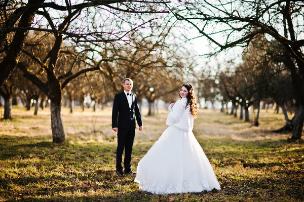 木近く日没の素晴らしいと豪華な結婚式のカップル — ストック写真