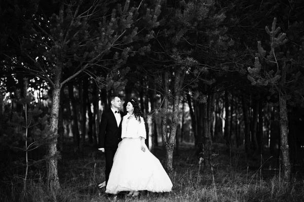 A fenyves erdőben szép esküvői pár — Stock Fotó
