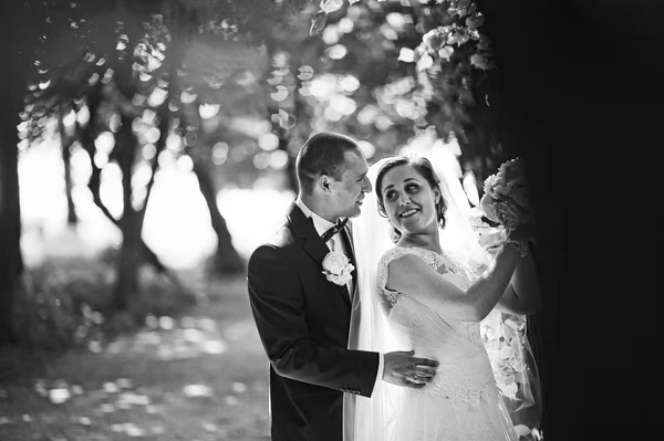 Модна весільна пара залишається біля дерева в лісі з сонячною лігою — стокове фото