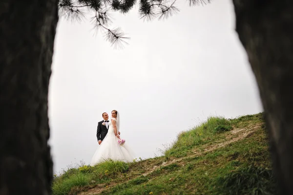 Bruidspaar achtergrond naaldbomen — Stockfoto