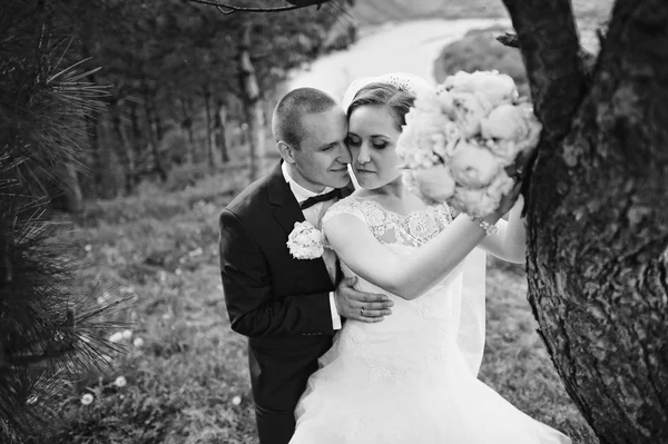 Extravagant wedding couple hugging near pine tree, b&w photo — Stock Photo, Image