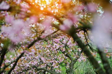 Dallar kiraz ağacı çiçekleri 