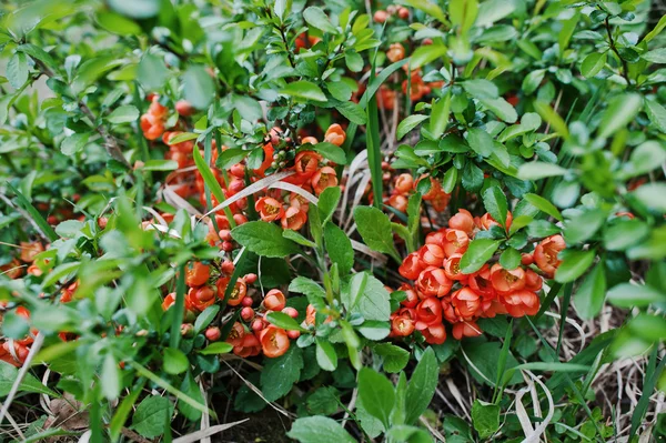 Strauch von Chaenomeles japonica oder blühenden Quitten (chinesisch oder ja) — Stockfoto