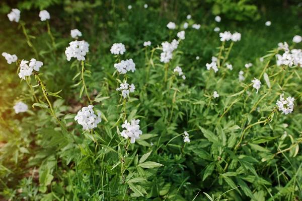 White saponaria flowering plants at forest. Grass soap. Soapwort — Stock Photo, Image