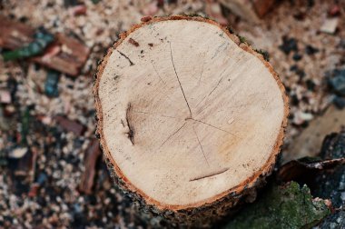 Yuvarlak odun güdük yakın çekim