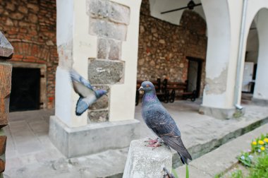 Güvercin görünümü kadar yakın bir kutup arka plan üzerinde başka bir güvercin oturmuş.