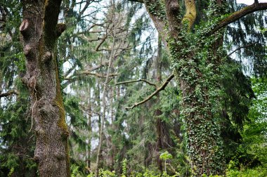 Bitki örtüsü üzüm ağacı orman Transcarpathia üzerinde