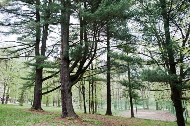 Çam ormanı TransKarpatya dağlar