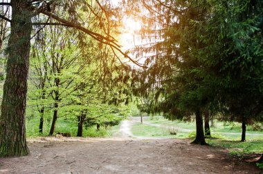Yolun ormanın içinde güneşin