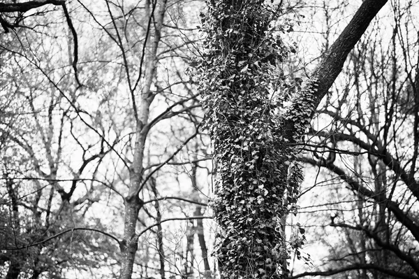 ザカルパトの森で木に植生ブドウ — ストック写真