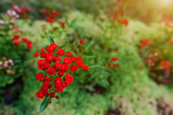 Enfoque suave de la flor de la rama pequeñas rosas rojas — Foto de Stock