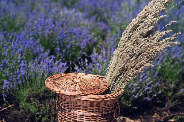 Korb Mit Trockenem Gras Violettem Lavendelfeld — Stockfoto