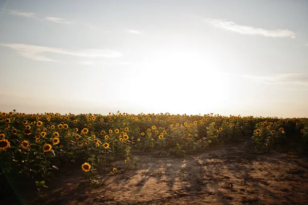 Amazing View Sunflower Field Sunet — Stock Photo, Image