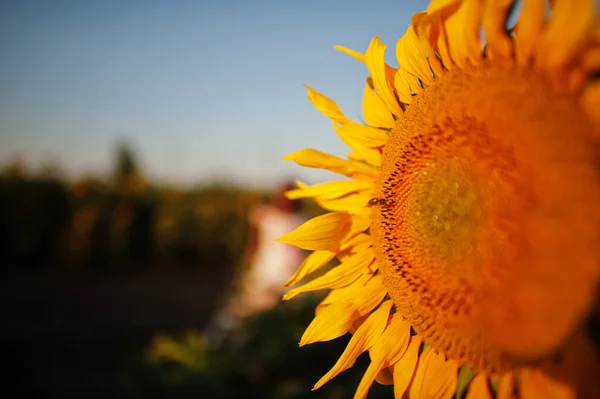 Amazing View Sunflower Field Sunet — Stock Photo, Image