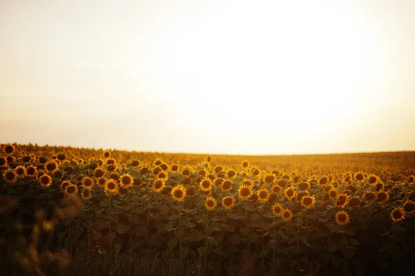 Удивительный Вид Подсолнечного Поля Солнце — стоковое фото