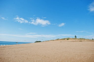 Bulgaristan 'ın Karadeniz kıyısındaki Sunny Beach' te martılar. Yaz tatili tatili.