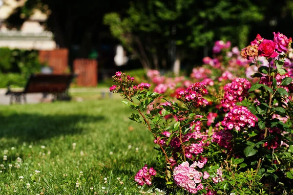 Rosenbusch Auf Dem Grünen Park Von Nessebar Bulgarien — Stockfoto