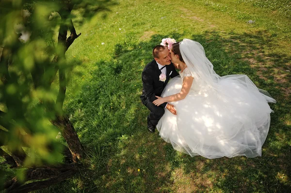 Wedding couple sitting under the tree — Stock Photo, Image