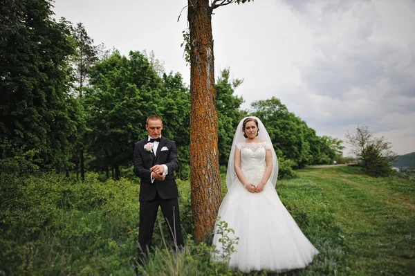 Pareja de boda en el árbol — Foto de Stock