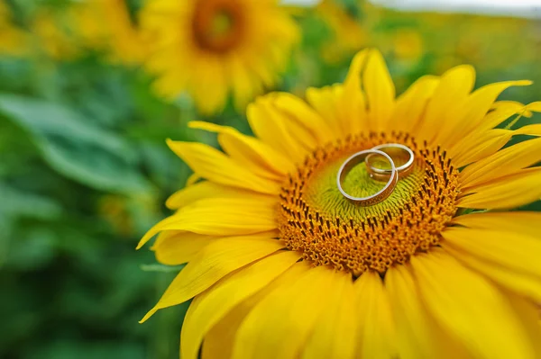 Engagement rings at the sunflower — Stock Photo, Image