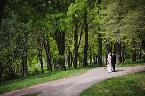 Casal de casamento na floresta. efeito tilt-shift — Fotografia de Stock