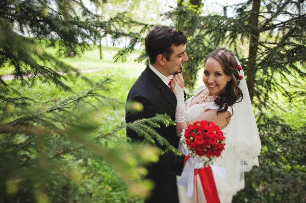 Wedding couple near pine trees — Stock Photo, Image