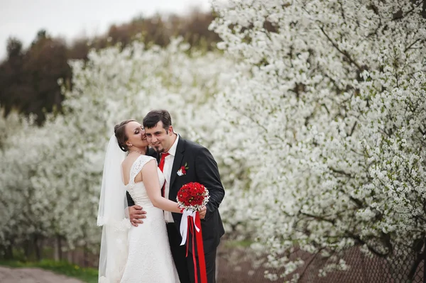 Wedding couple at spring flowering and blossom cherries tree — Stock Photo, Image