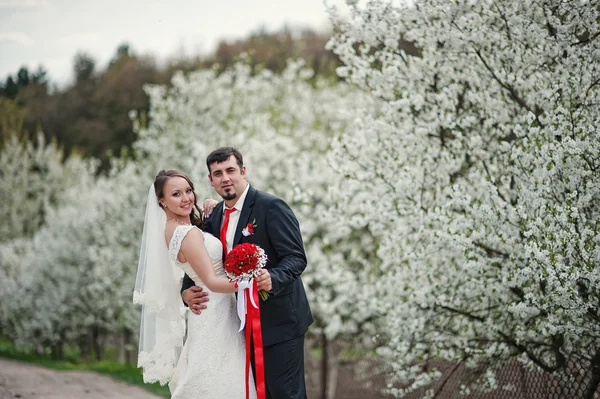 春の開花と花さくらんぼの木の結婚式のカップル — ストック写真