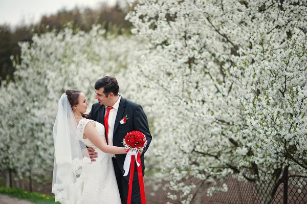 Wedding couple at spring flowering and blossom cherries tree — Stock Photo, Image