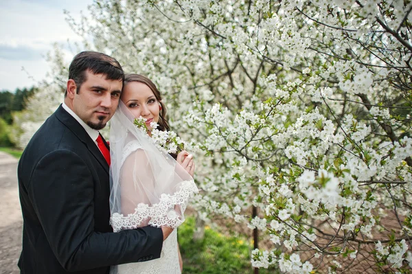 春の開花と花さくらんぼの木の結婚式のカップル — ストック写真