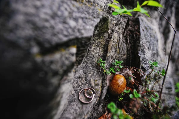 Trauringe auf dem Felsen mit Schnecke — Stockfoto