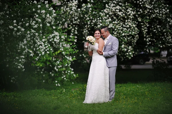 Matrimonio coppia innamorata vicino alberi di fiori bianchi — Foto Stock